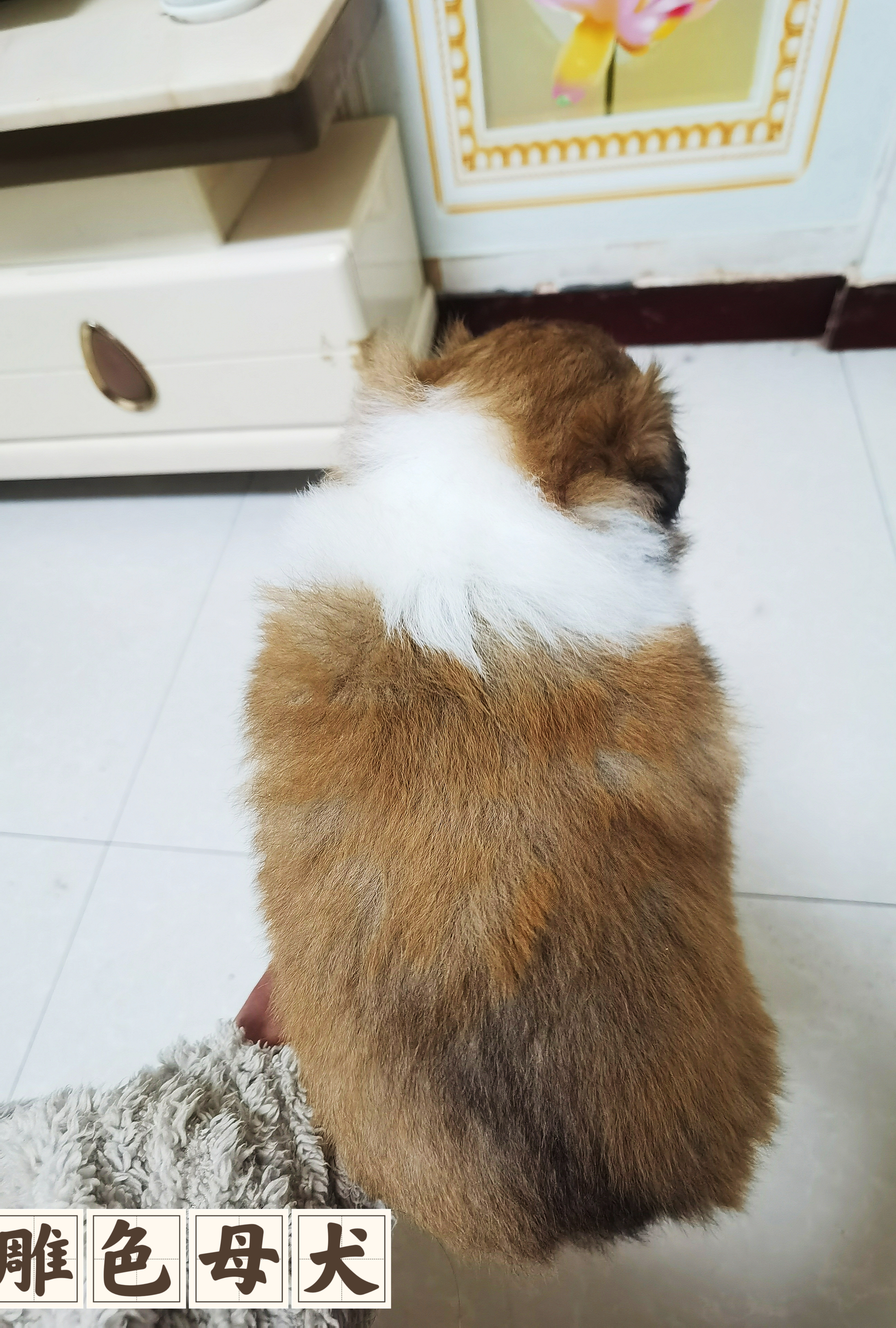 纯美系双血统苏牧幼犬